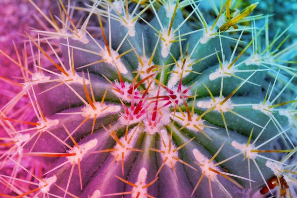Закрыть вид на природу экзотического сочного кактуса в ярких модных градиентных цветах , — стоковое фото