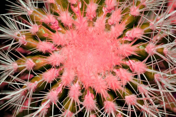 Plante de cactus comme arrière-plan rapproché avec espace de copie pour y placer — Photo