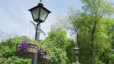 Güneşli sıcak yaz gününde Toronto şehrinsokaklarında bir tencerede güzel kentsel mor çiçek. Şehir bahçecilik ve tarım kavramı. 4k.