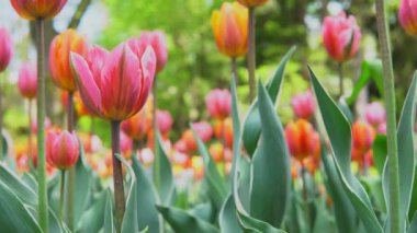 Bokeh ile erken güneşli sabah yerel turistik parkta çiçek kırmızı, sarı ve pembe bahar laleler aşağıdan kadar güzel yakın. Lale çiçekleri çiçek açıyor. Şehir bahçe konsepti.