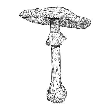 Beyaz arka planda zehirli mantar. El çizilmiş zehirli mantar orman ölüm kapağı çeşitli. Vektör stok illüstrasyon
