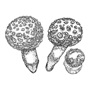 Beyaz arka planda zehirli mantar seti. Elle çizilmiş zehirli mantar. Vektör stok illüstrasyon
