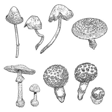 Beyaz arka planda zehirli mantar seti. Elle çizilmiş zehirli mantar. Vektör stok illüstrasyon