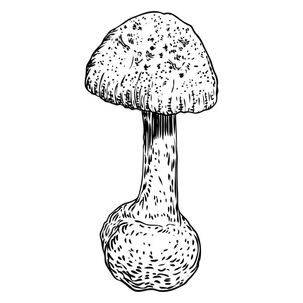 Poison paddestoel op witte achtergrond. Hand getekende giftige paddestoel forest Death Cap verscheidenheid. Vector voorraad illustratie — Stockvector