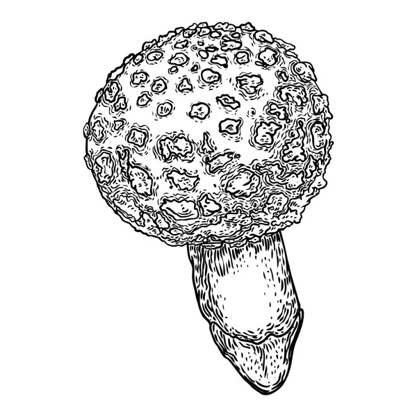 Gift svamp på vit bakgrund. Hand dras giftiga svamp skog Death Cap sort. Vektorlager illustration — Stock vektor