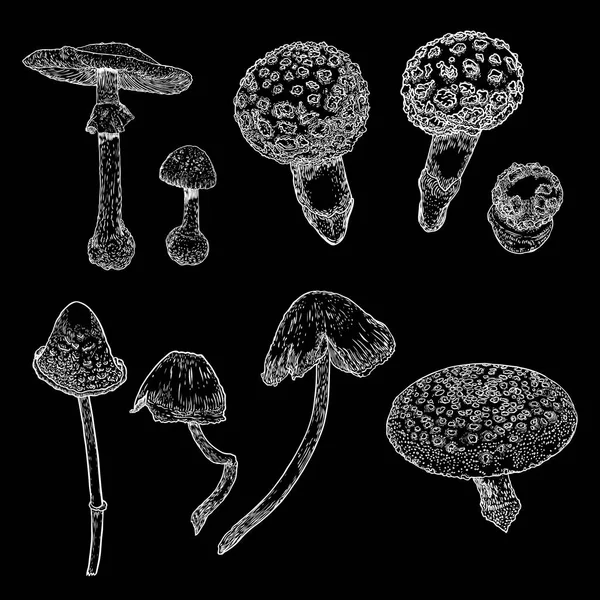 Set di funghi velenosi su sfondo nero. Fungo velenoso disegnato a mano. Illustrazione dello stock vettoriale — Vettoriale Stock