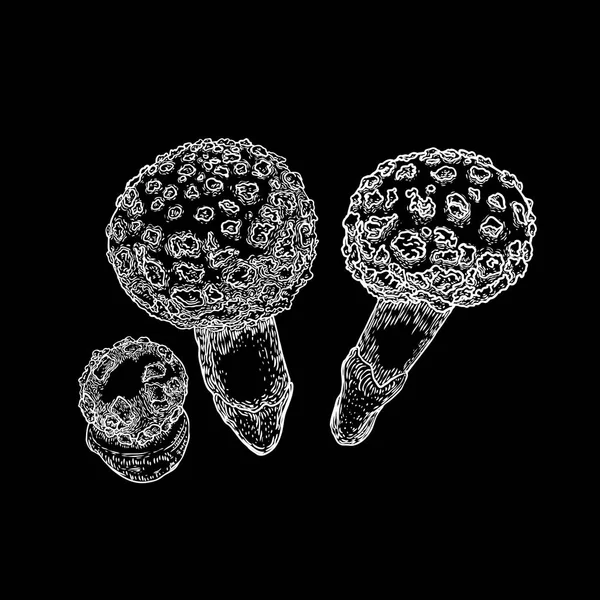 黑色背景上的毒蘑菇套装。手绘有毒蘑菇。矢量库存插图 — 图库矢量图片