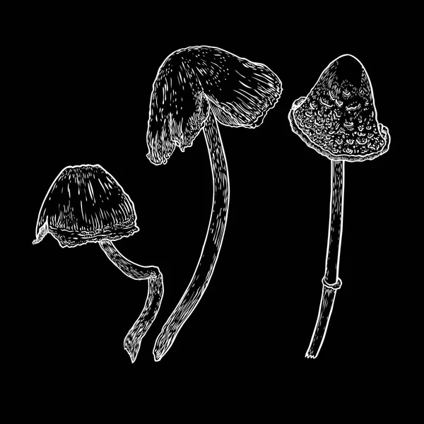 Conjunto de cogumelo venenoso no fundo preto. Cogumelo venenoso desenhado à mão. Ilustração do estoque vetorial — Vetor de Stock
