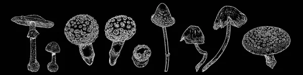 Set di funghi velenosi su sfondo nero. Fungo velenoso disegnato a mano. Illustrazione dello stock vettoriale — Vettoriale Stock