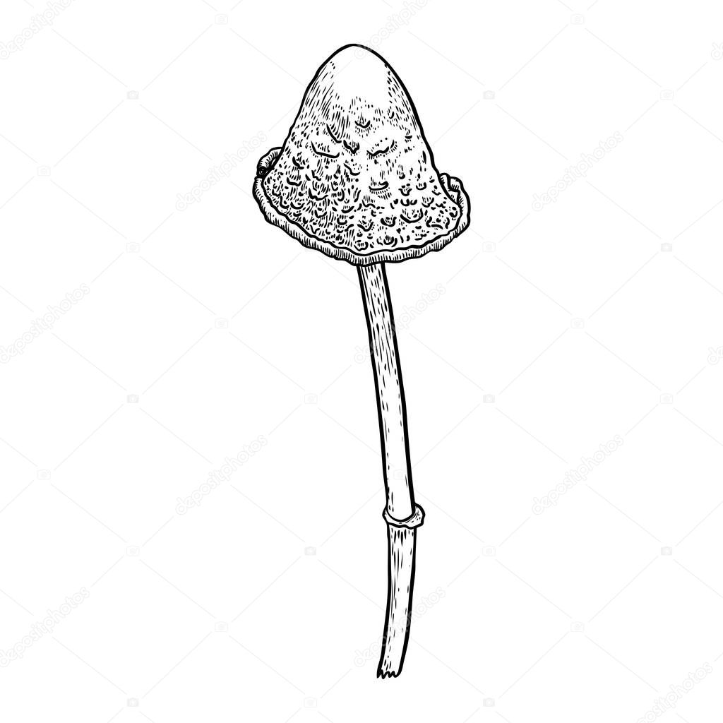 Poison mushroom on white background. Hand drawn poisonous mushroom forest death cap variety. Vector stock illustration