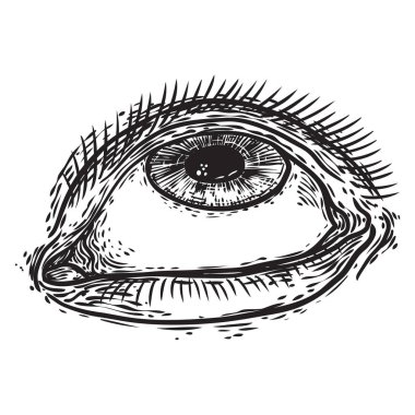 Oyulmuş üslupta insan gözü. İzis li ve ön kırbaçlı erkek görme organı. Adam için makyaj salonu tasarım elemanı. Hepsi göz sembolü görüyor. Vektör.