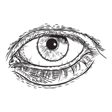 Oyulmuş üslupta insan gözü. İzis li ve ön kırbaçlı erkek görme organı. Adam için makyaj salonu tasarım elemanı. Hepsi göz sembolü görüyor. Vektör.