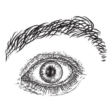 El çizilmiş tarzı insan erkek göz. Görme organı elem anatomisi