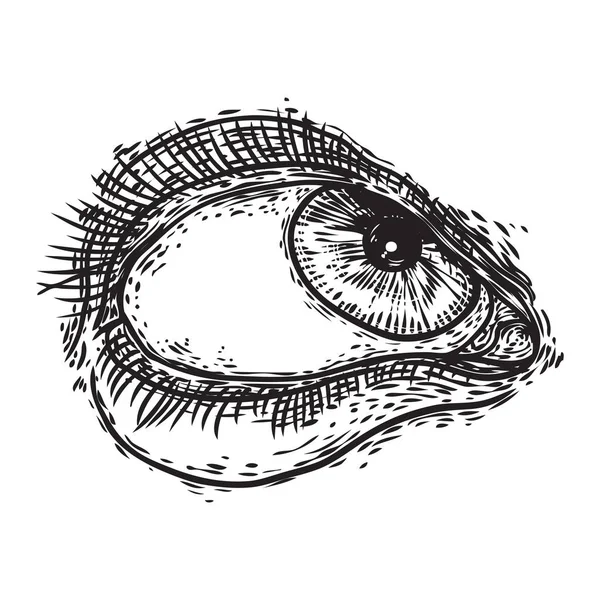 Occhio umano con le ciglia. Organo ottico di visione disegnato a mano. Trucco, salone di bellezza o tutto ciò che vede elemento di design simbolo dell'occhio. Vettore . — Vettoriale Stock