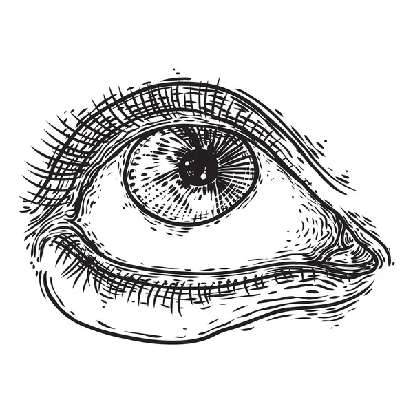 Human eye with lashes.  Hand drawn optical vision organ.  Makeup — Stock Vector