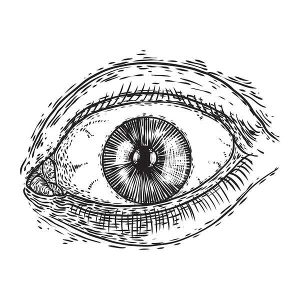 Ludzkie oko z rzęsami. Ręcznie rysowane optyczne organy wizyjne. Makijaż — Wektor stockowy