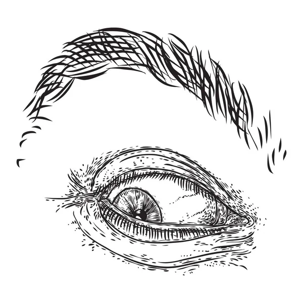 Mata manusia dengan gaya terukir. Male visi organ dengan iris, eyebro - Stok Vektor