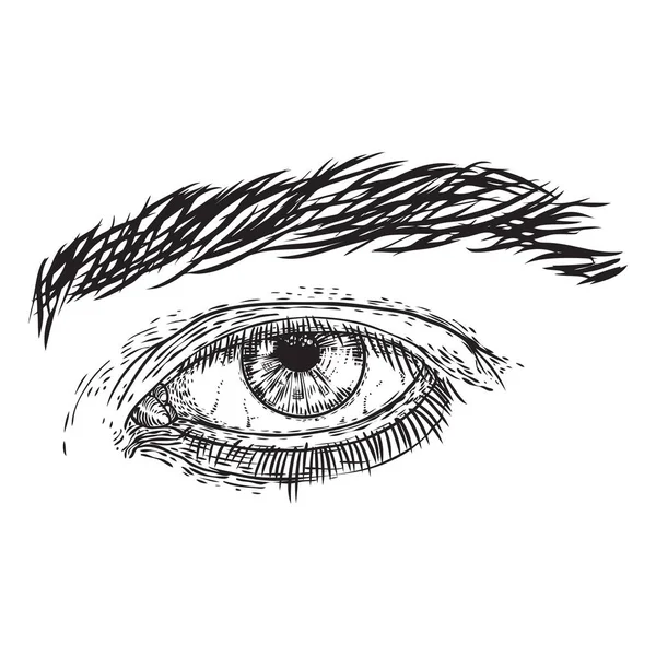 Mänskligt öga i graverad stil. Manliga vision orgel med Iris, ögonbryn — Stock vektor