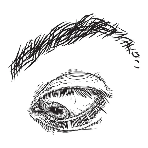 Menselijk oog in gegraveerde stijl. Mannelijk gezichts orgaan met Iris, eyebro — Stockvector