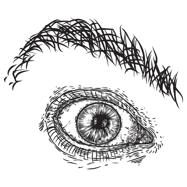 Ojo humano en estilo grabado. Órgano de visión masculina con iris, párpado — Vector de stock
