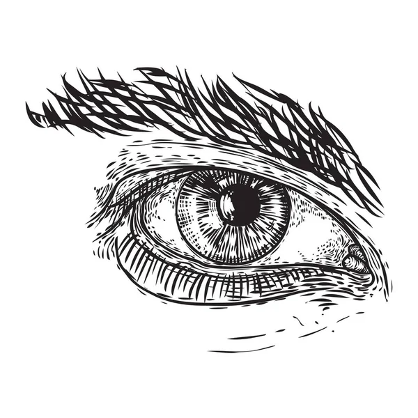 Olho masculino humano em estilo desenhado à mão. Anatomia do elema do órgão de visão —  Vetores de Stock