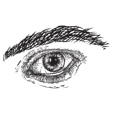 El çizilmiş tarzı insan erkek göz. Görme organı elem anatomisi