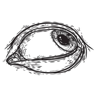 Iris ile el çizilmiş insan gözü. Görme organı elementinin anatomisi. Makyaj salonu tasarım elemanı. Vektör.