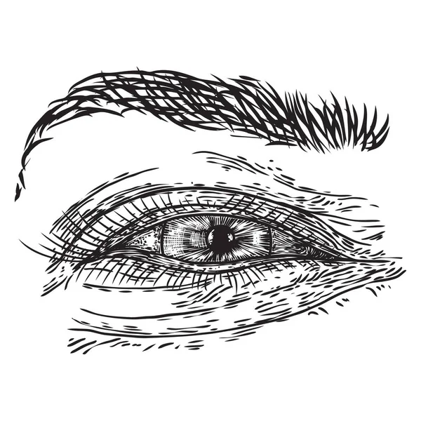 Handdragen kvinna öga med Iris, ögonbryn och fylliga fransar. Makeup — Stock vektor
