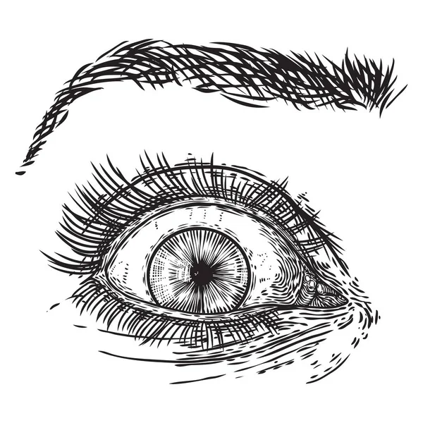 Occhio donna disegnato a mano con iride, sopracciglia e ciglia piene. Trucco — Vettoriale Stock