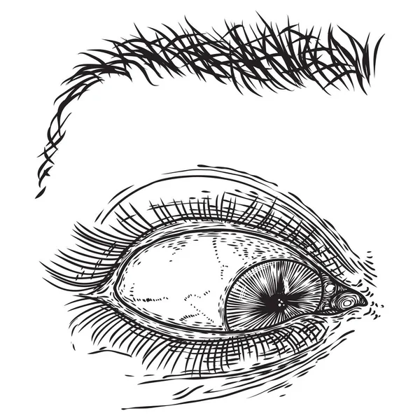 Ojo de mujer dibujado a mano con iris, cejas y pestañas llenas. Maquillaje — Archivo Imágenes Vectoriales