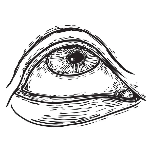 Handgezeichnetes menschliches Auge mit Iris. Anatomie des Sehorgans Element. Make-up-Salon Design-Element. Vektor. — Stockvektor