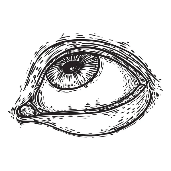 Ojo humano dibujado a mano con iris. Anatomía del elemento del órgano de la visión. Elemento de diseño de salón de maquillaje. Vector . — Archivo Imágenes Vectoriales