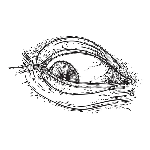 Handgezeichnetes menschliches Auge mit Iris als Element allen sehenden Auges von p — Stockvektor
