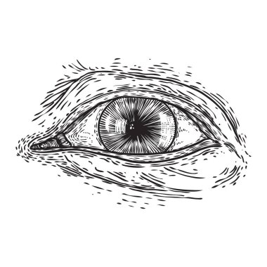 Tüm görme göz sembolü elemanı varyasyonu. Simya, din, spir