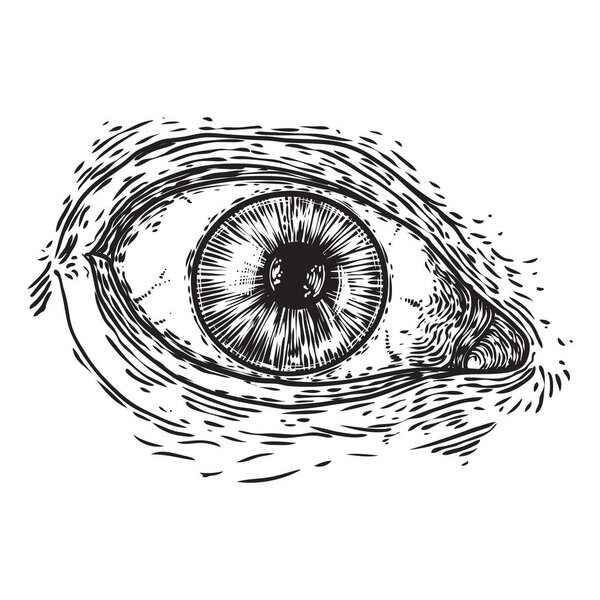 Various drawing of the all seeing eye in different direction and