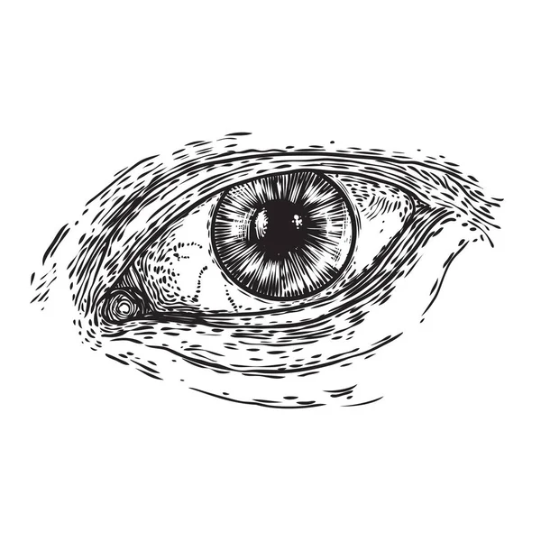 Diversos dibujos del ojo que todo lo ve en diferentes direcciones y — Vector de stock