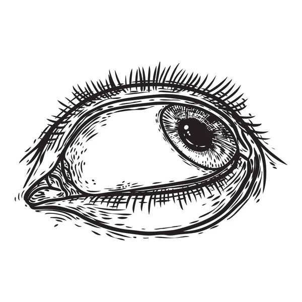 Человеческий глаз в выгравированном стиле. Мужской орган зрения с радужной оболочкой глаза и лас — стоковый вектор