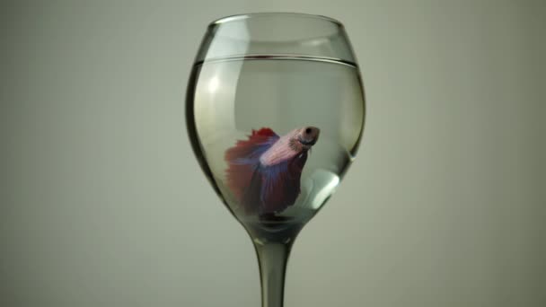 ガラス瓶の中のカラフルな赤い格闘ベッタ魚 タイのシャムの素晴らしさは カップでそのフィンを披露 — ストック動画