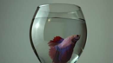 Renkli Siyam mücadele balık Betta splendens, ayrıca Tay Mücadele Balık veya betta olarak bilinen, bir akvaryum balığı olarak popüler gourami ailesinde bir türdür