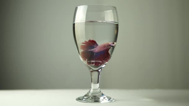 鮮やかで赤いカラフルなシャムの戦いの魚 タイベッタの素晴らしさはゆっくりとガラス瓶の中で自分自身を披露 — ストック動画