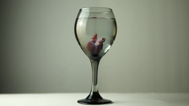 暹罗战斗鱼或贝塔辉煌的慢动作 玻璃罐或杯子中的泰国普拉卡特 — 图库视频影像