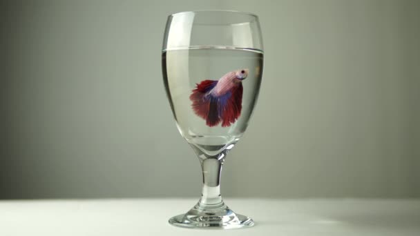 暹罗战斗鱼或贝塔辉煌的慢动作 玻璃罐或杯子中的泰国普拉卡特 — 图库视频影像