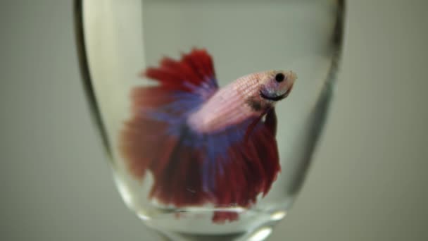 Betta Splendens Également Connu Sous Nom Thai Fighting Fish Betta — Video