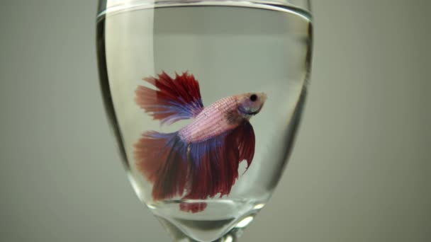 Movimiento Lento Los Peces Siameses Lucha Betta Splendens Plakat Thai — Vídeos de Stock