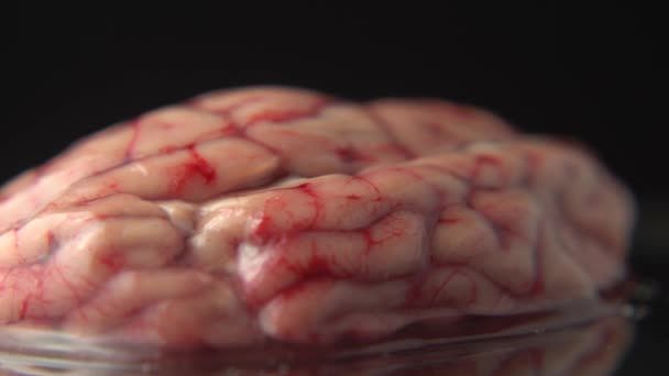 保留动物脑在手术或外科医生金属板表在科学兽医实验室 真正的解剖道具特写 情绪与抑郁心理学研究 — 图库视频影像