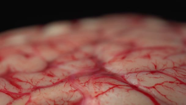 Cerebro Con Sangre Venas Sangre Plato Mesa Gérmenes Limo Horror — Vídeos de Stock