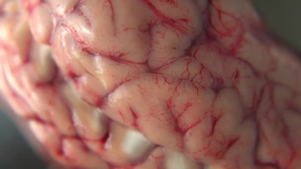 Ziegen Oder Schweinehirn Auf Einem Metallteller Rohe Gehirne Blutige Adern — Stockvideo
