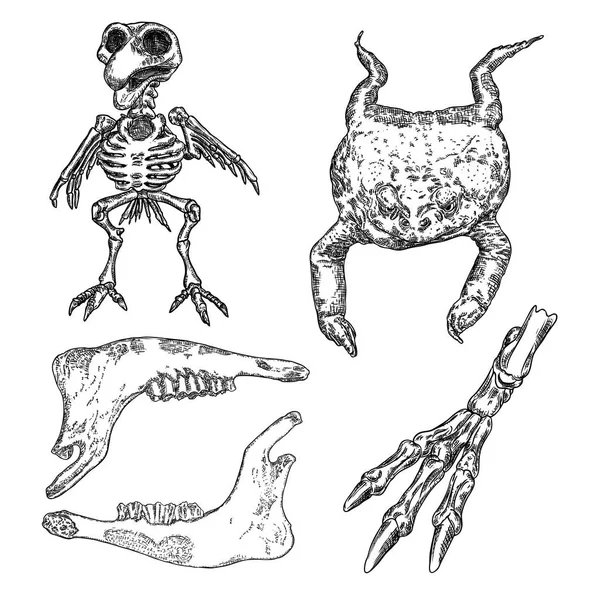 Elementos animais mágicos definidos. Esboço desenhado à mão para coleção de mágicos. Feitiçaria símbolos feitiço, osso do crânio da mandíbula de cabra ou ovelha, corvo ou esqueleto de pássaro corvo, perna de osso de pássaro, sapo, réptil de sapo. Vetor. — Vetor de Stock