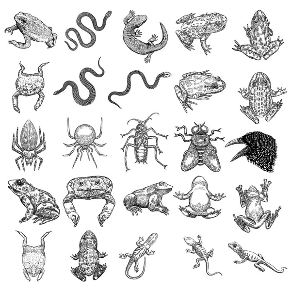 ชุดองค์ประกอบของสัตว์วิเศษ สเก็ตช์ที่วาดด้วยมือสําหรับคอลเลกชันนักมายากล สัญลักษณ์ของมนต์สะกดแม่มด กบสัตว์เลื้อยคลาน กวางคาง กิ้งก่า และงู แมงมุม แมลงบิน กวาง นกเรเวน แมลงสาบ เวกเตอร์ . — ภาพเวกเตอร์สต็อก