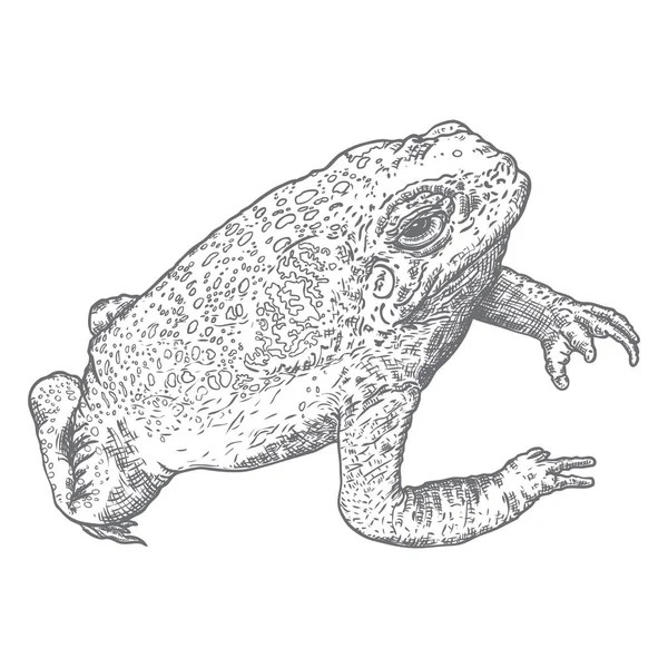 Иллюстрация лесной лягушки в сером. Волшебный ануран или рисование ядовитой жабы. Колдовство, магический атрибут вуду. Иллюстрация к Хэллоуину. Вектор . — стоковый вектор